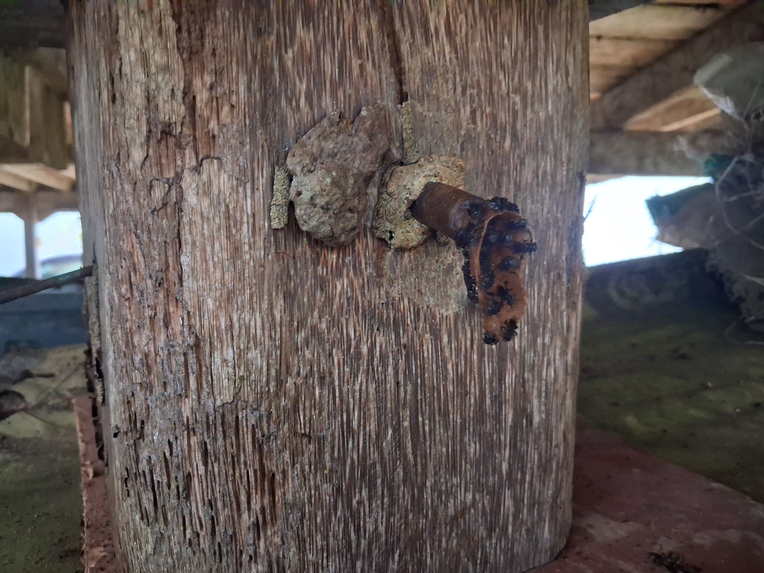 Stingless bees at the resin entrance of the Itama log hive