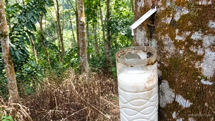 sabahlife-rubber-farm-featured