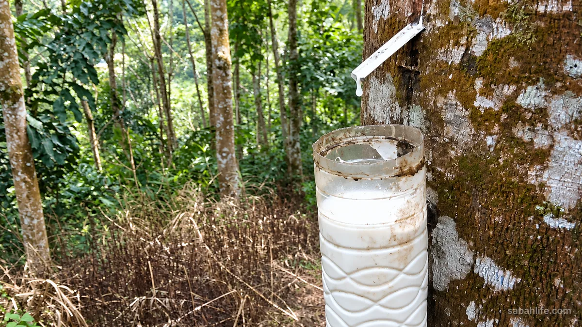 My 15-Acre Rubber Smallholding in Sabah: Why I Still Tap Trees After Work